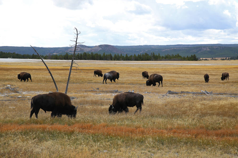 Bizons in Yellowstone National Park