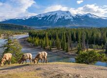 mountain bighorn sheep