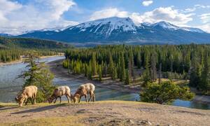 mountain bighorn sheep