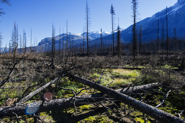 Jasper National Park, bosbrand gevolg Jasper