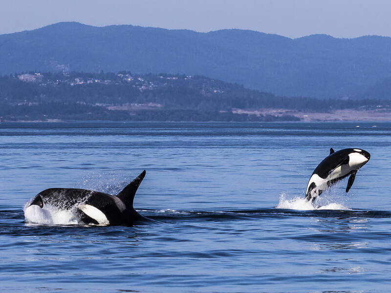 Met een beetje geluk spot je orka's in West-Canada