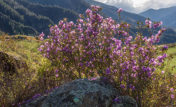 Rhododendron Flats, veel rhodondendrons in Manning Park