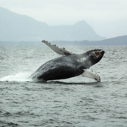 Walvis bij Tofino