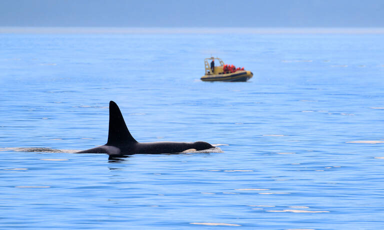 Spot orka's op Vancouver Island