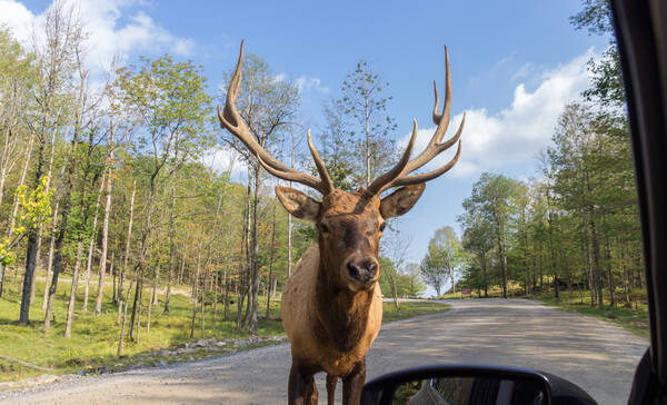 Omega Parc, Quebec