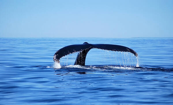Tadoussac, humpback whale