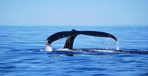 Humpback Whale, Tadoussac