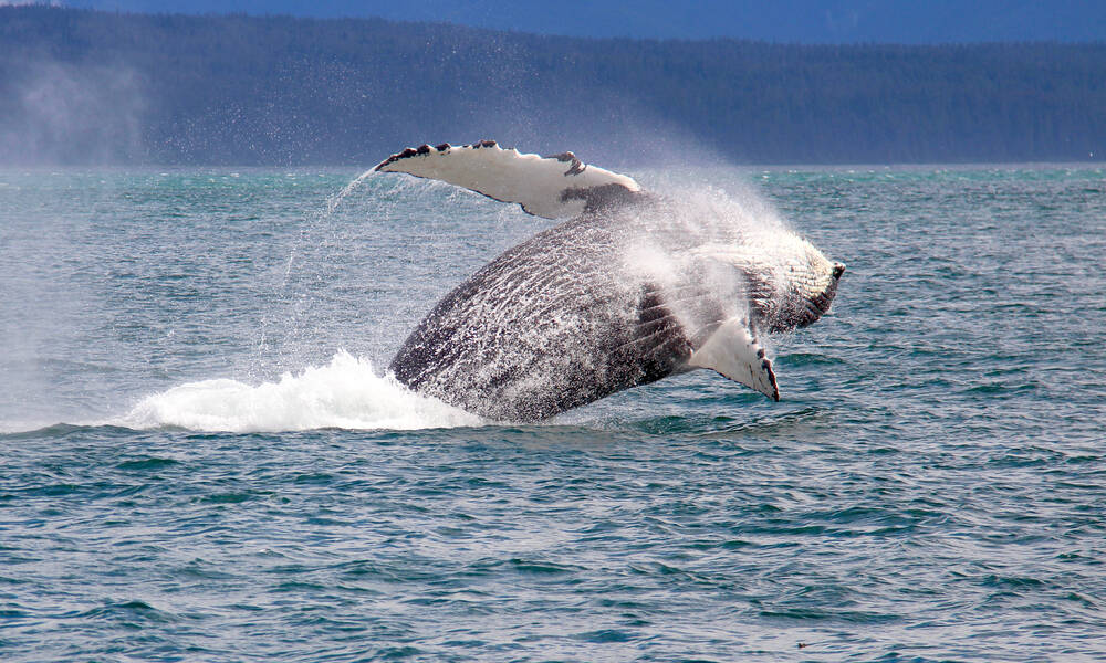 Whale watching nabij Tadoussac en Saguenay National Park, provincie Québec