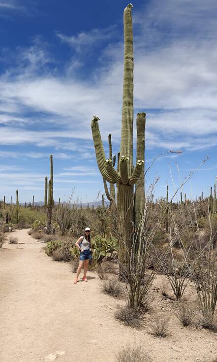 Alie in Saguaro National Park naast meters hoge cactus