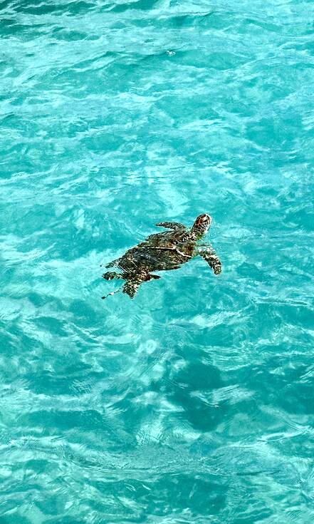 Op de foto zie je een schildpad in het heldere watter