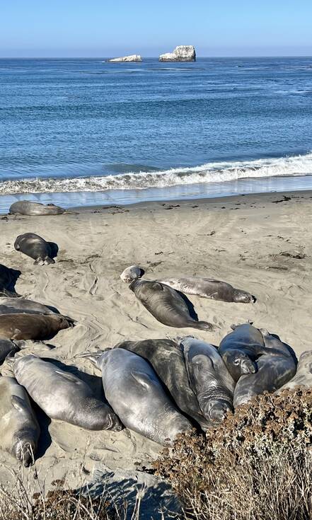 Elephant Seal Vista Point