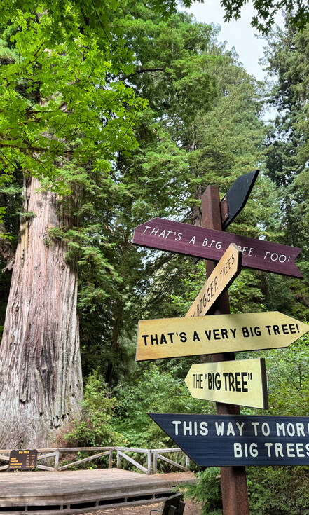 Redwoods National Park - Big Tree
