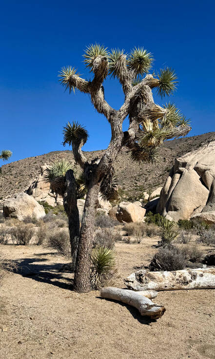 Joshua Tree