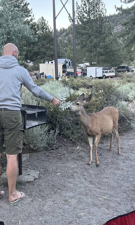 Hert op camping in June Lake