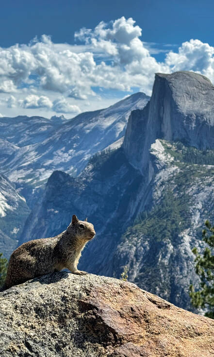 Eekhoorn in Yosemite National Park