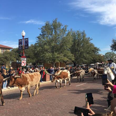 Cattle Drive, Fort Worth