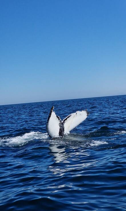 Walvis in Gulf of Maine