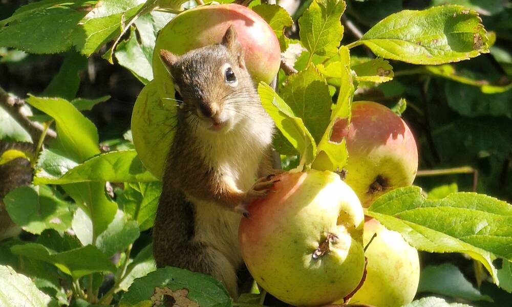 Eekhoorn in Parrsboro