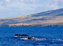 Hawaii Whale Watching
