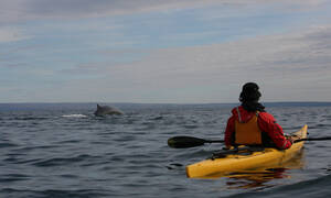 kajakken walvisvaart oost-canada