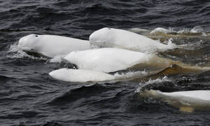 walvissen spotten oost-canada