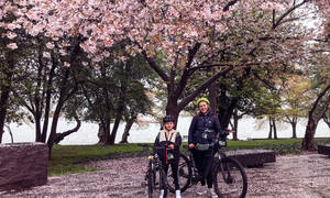Fietstocht Washington, Cherry Blossom Bike Tour
