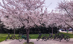 Fietstocht Washington, Cherry Blossom Bike Tour