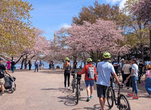 Fietstocht Washington, Cherry Blossom Bike Tour