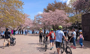 Fietstocht Washington, Cherry Blossom Bike Tour