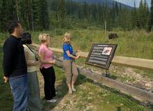 Banff Discover Grizzly Bears Tour