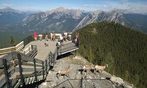 Banff Gondola uitzichtpunt