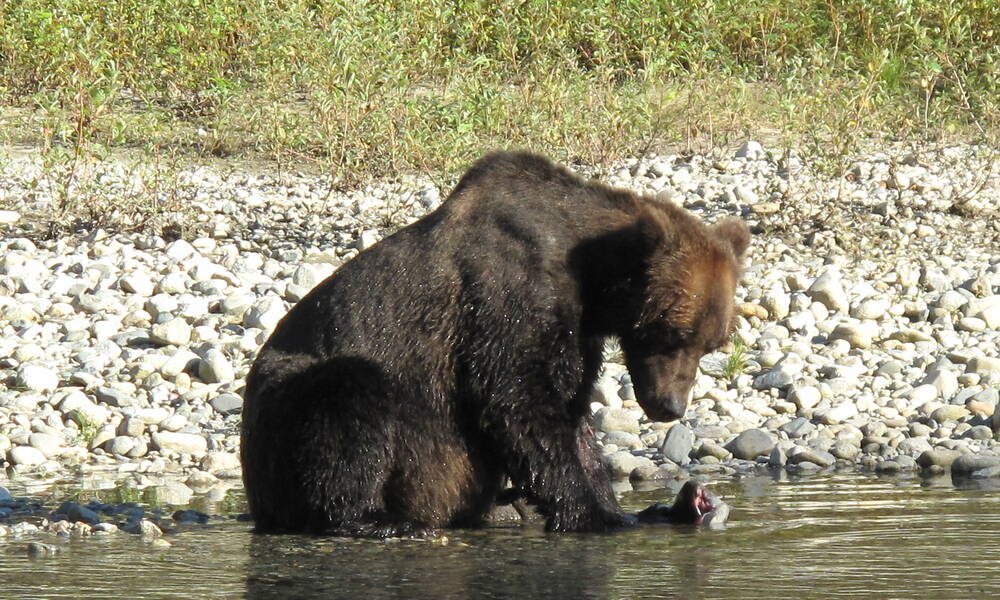 Grizzly Expedition Campbell River