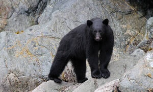 Campbell river wildlife boottocht