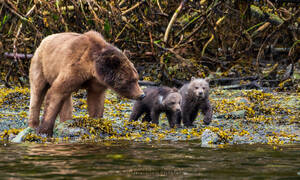 Grizzly Bear Tours Telegraph Cove