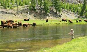 Yellowstone Lamar Valley Wildlife Excursion