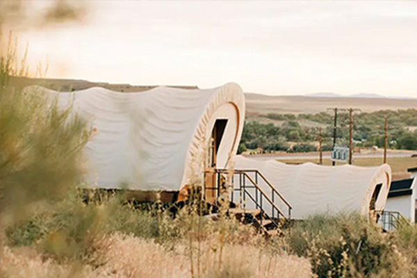 Zion Wildflower, Zion National Park
