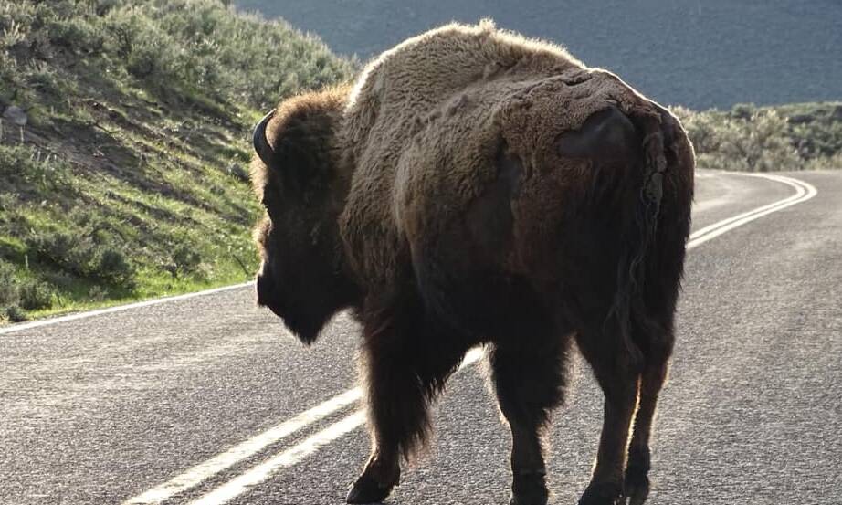 Lidewy ter Laag kwam deze bizon op de weg tegen in Yellowstone