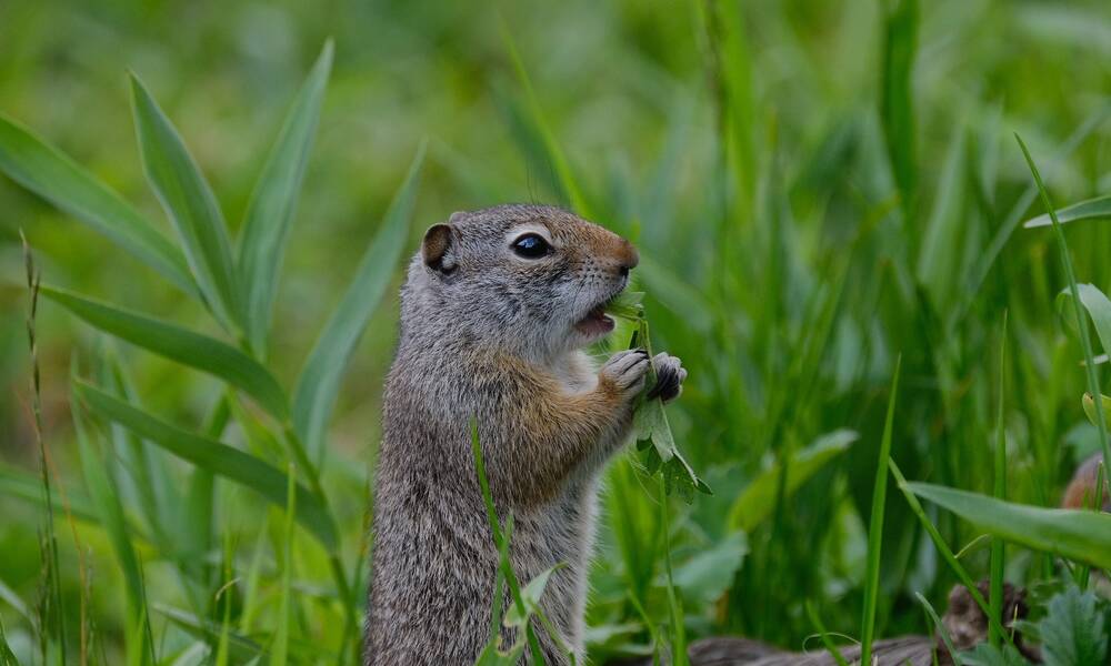 Erwin Vos fotografeerde dit kleine eekhoorntje.