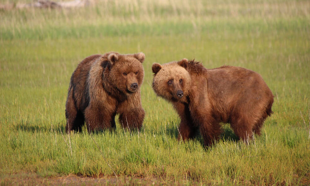 Gigantische beren in Alaska