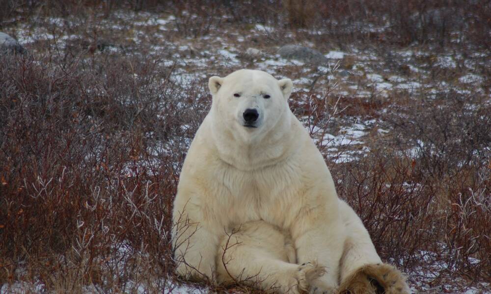 Een ijsbeer in Churchill