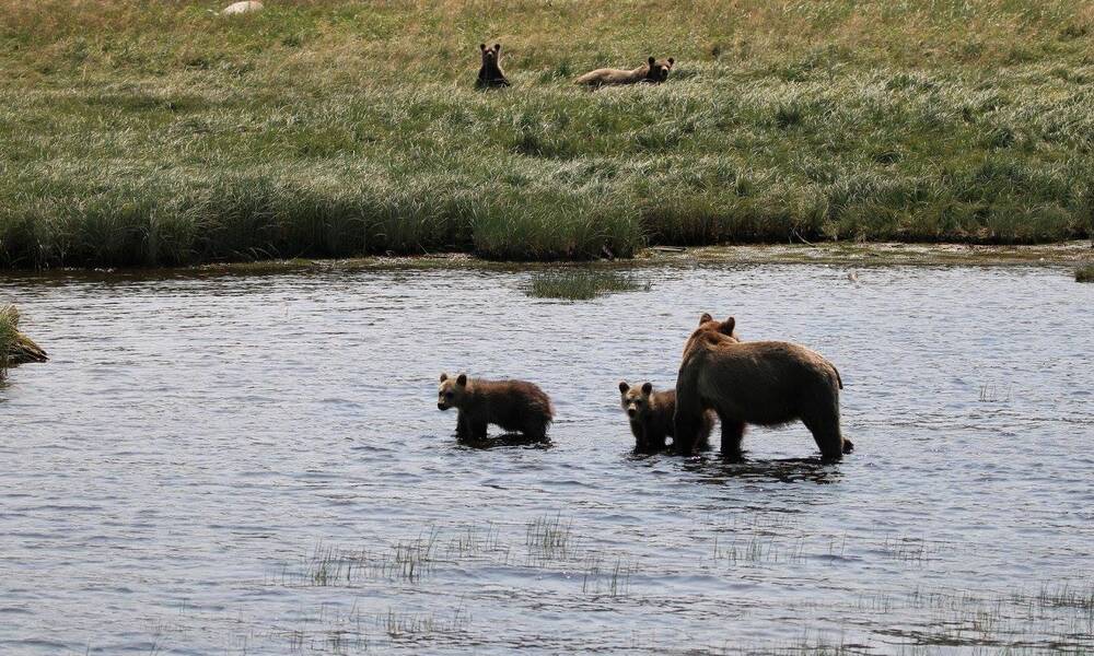 Neeltje van der Weide spotte een groep grizzlies