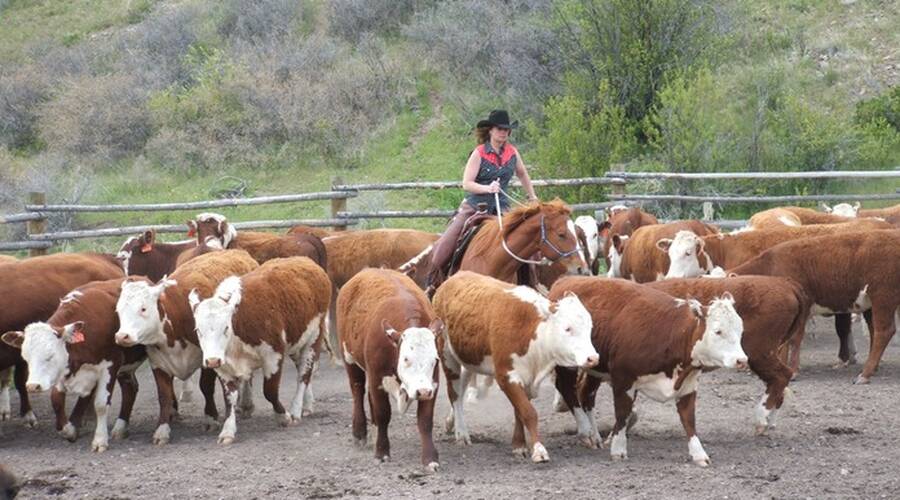 Rocking Z Guest Ranch met koeien