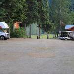 Hollende beer op Camping