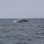 Whalewatchen Monterey