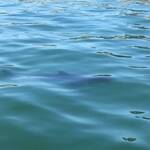 White shark - walewatchtour