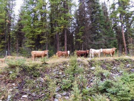 Cows_in_the_forest.jpeg